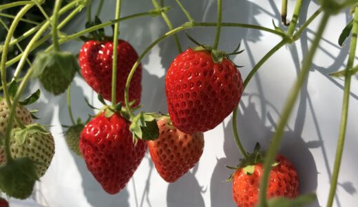 いちご狩り『ワイズアグリ』（千葉県千葉市若葉区）