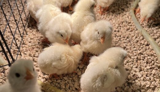 Moff animal cafe（モフアニマルカフェ）子連れレポ！動物とのふれあい体験をパパが徹底レビュー（千葉県千葉市）