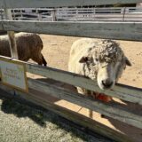 【3歳と6歳の子連れおでかけ】久しぶりに行った千葉市動物公園が想像以上に楽しかった！