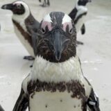 【子連れ仙台】うみの杜水族館のイワシショーに感動！宿は「温泉」が最高のホテルモントレ仙台