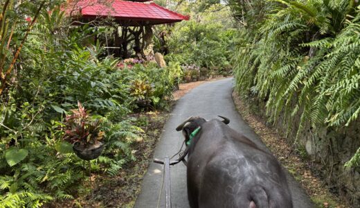 【子連れ沖縄】ビオスの丘は自然体験が最高！3歳・7歳と行った体験レビュー